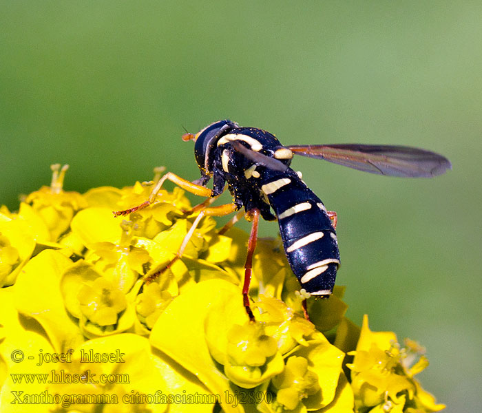 Xanthogramma citrofasciatum Streepcitroenzweefvlieg Smalkilblomfluga