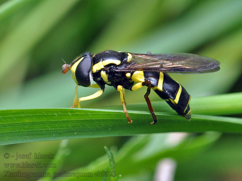 Xanthogramma pedissequum Gewone citroenzweefvlieg