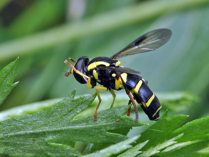 Xanthogramma pedissequum Bredkilblomfluga