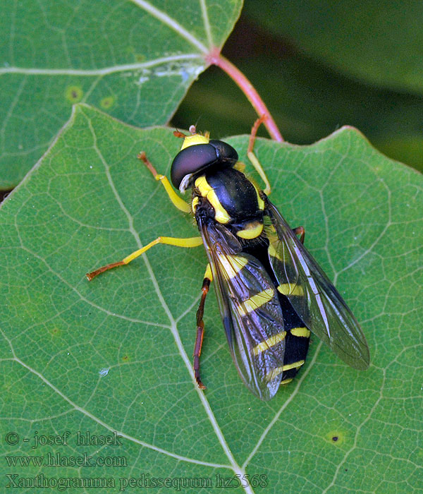 Bredkilblomfluga Xanthogramma pedissequum