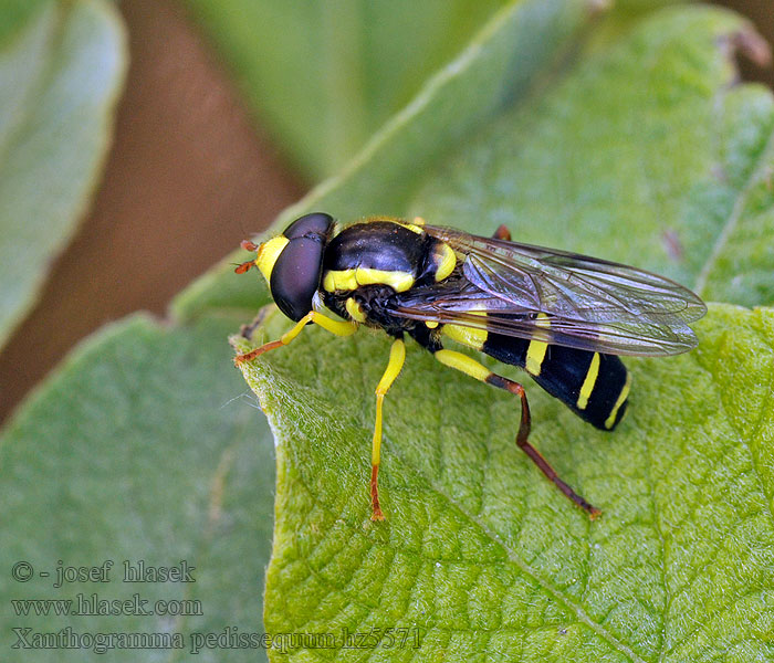 Xanthogramma pedissequum Gewone citroenzweefvlieg Bredkilblomfluga