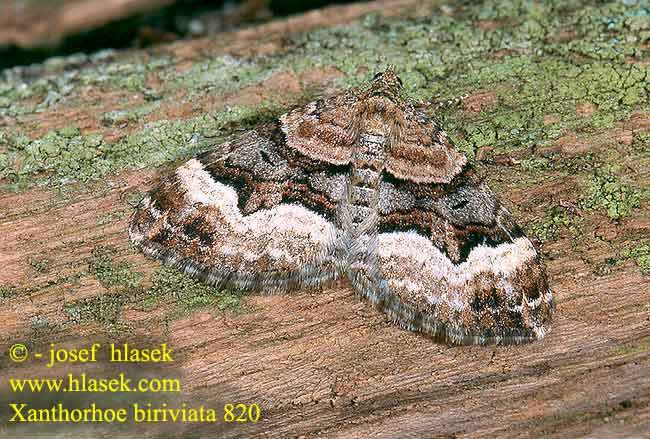 Xanthorhoe biriviata Píďalka netýkavková Springkraut-Blattspanner