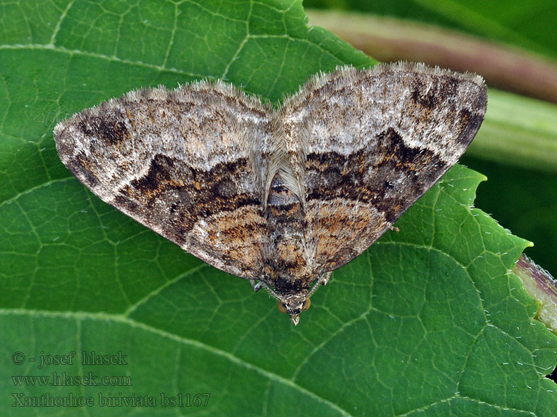 Springkraut-Blattspanner Balsam Carpet Xanthorhoe biriviata