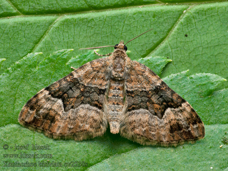 Palsamikenttämittari Springkornfältmätare Xanthorhoe biriviata