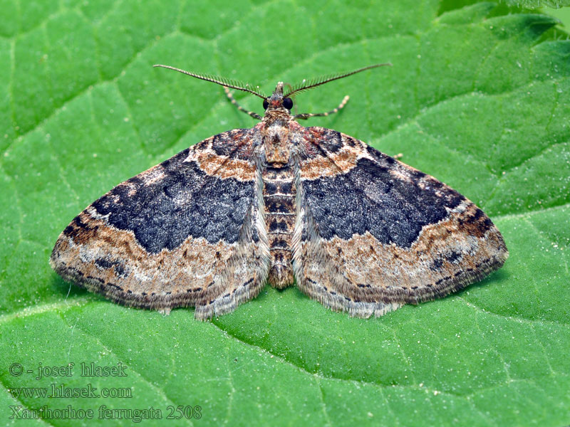 Xanthorhoe ferrugata