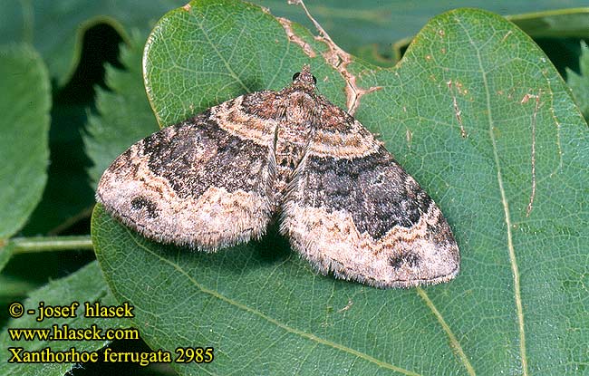 Xanthorhoe ferrugata Dark-barred Twin-spot Carpet Aschgrauer