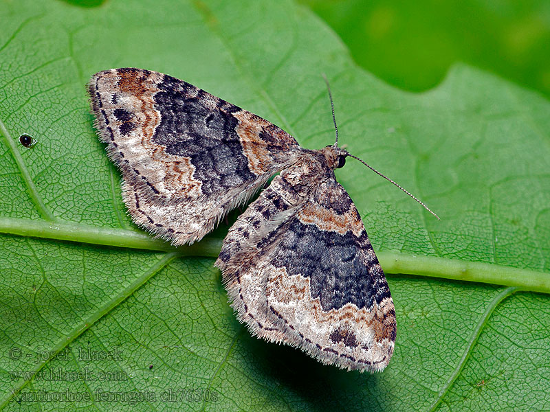 Dark-barred Twin-spot Carpet Aschgrauer Xanthorhoe ferrugata