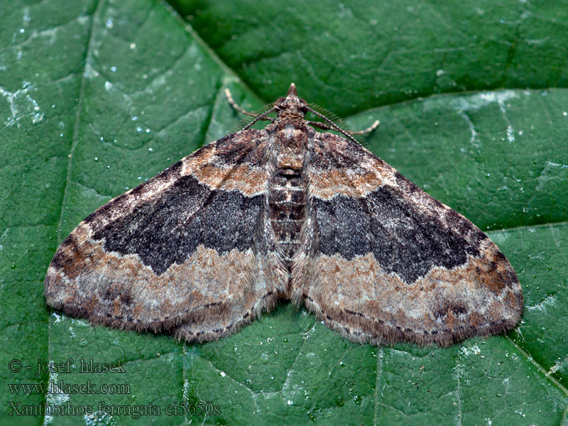 Xanthorhoe ferrugata