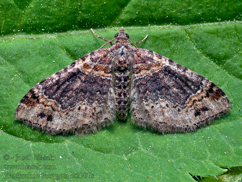 Aschgrauer Labkraut-Blattspanner Xanthorhoe ferrugata