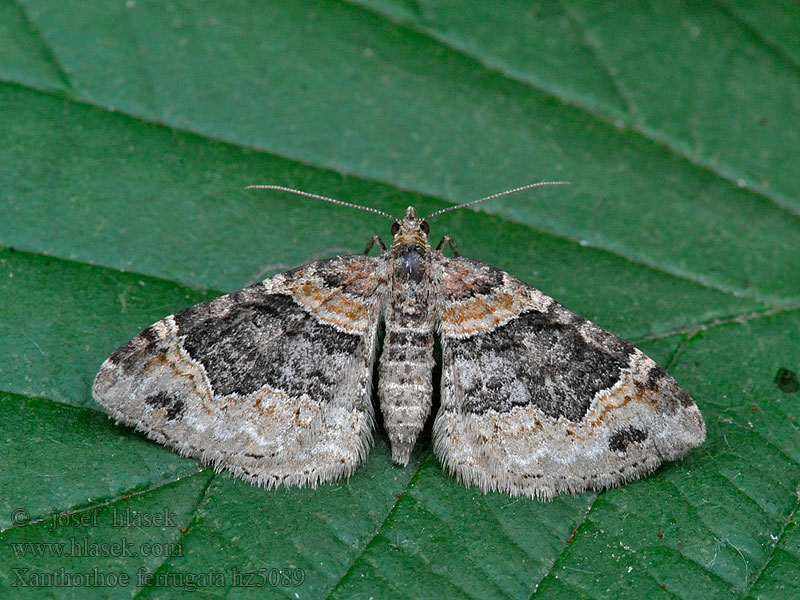 Twin-spot Carpet Xanthorhoe ferrugata