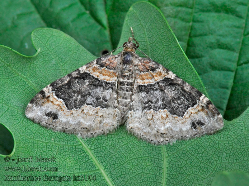 Dark-barred Xanthorhoe ferrugata