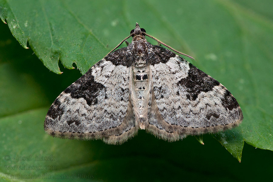 Xanthorhoe fluctuata