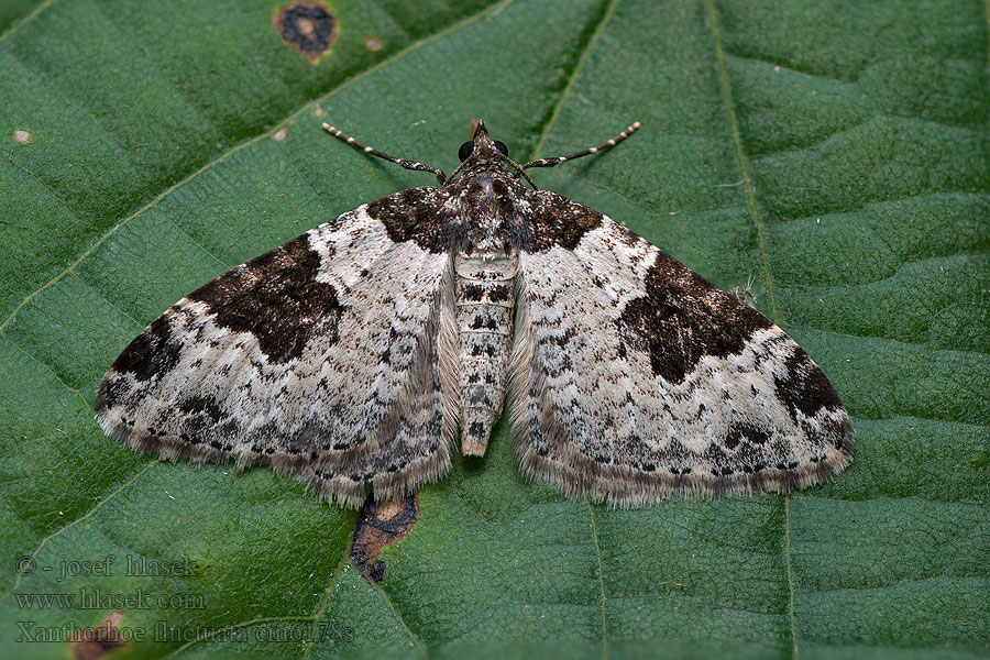 Xanthorhoe fluctuata