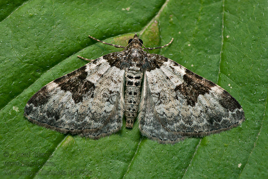 Xanthorhoe fluctuata