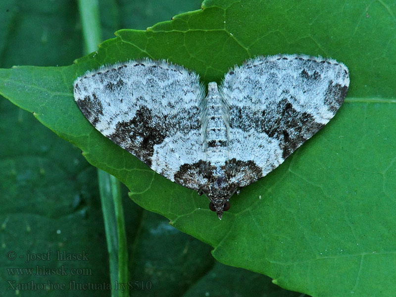 Xanthorhoe fluctuata