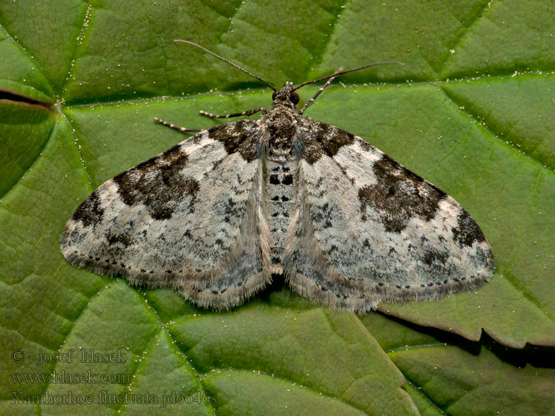 Garden Carpet Gemeiner Blattspanner Xanthorhoe fluctuata