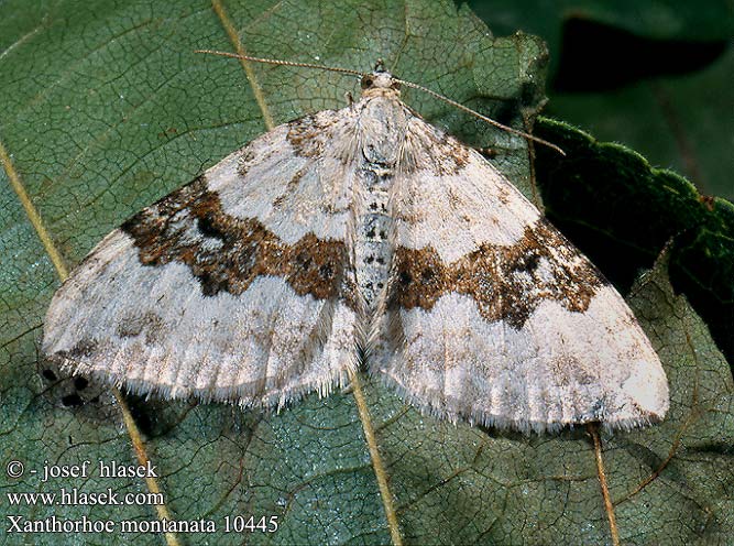 Xanthorhoe montanata Silver-ground Carpet Hegyi tarkaaraszoló