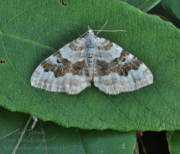 Xanthorhoe montanata Píďalka šťovíková