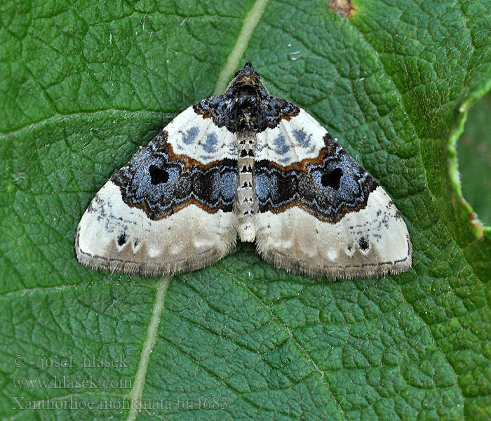 Xanthorhoe montanata Backfältmätare Hvit båndmåler