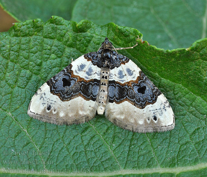 Xanthorhoe montanata Пяденица горная Bakke-bladmaler