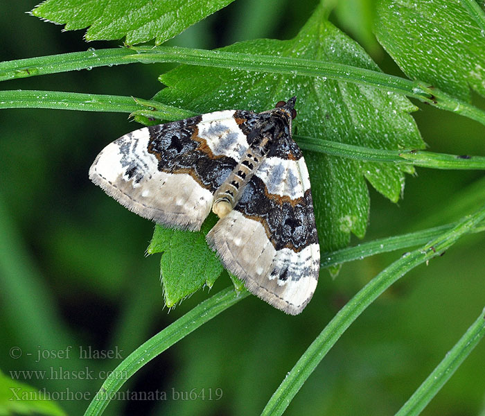 Schwarzbraunbinden-Blattspanner Xanthorhoe montanata