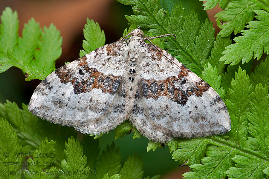 Xanthorhoe montanata