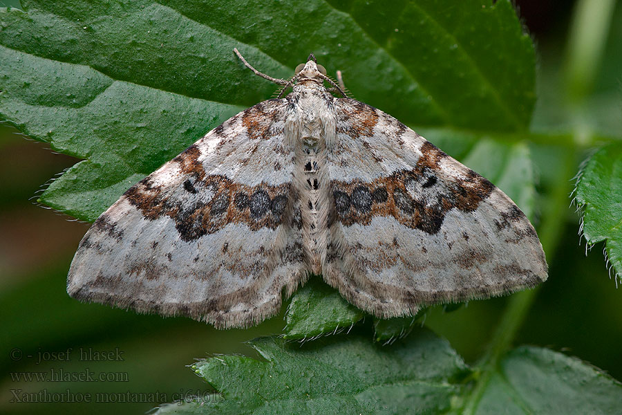 Xanthorhoe montanata