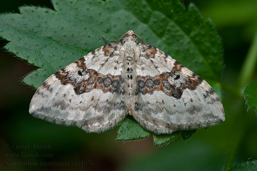 Xanthorhoe montanata