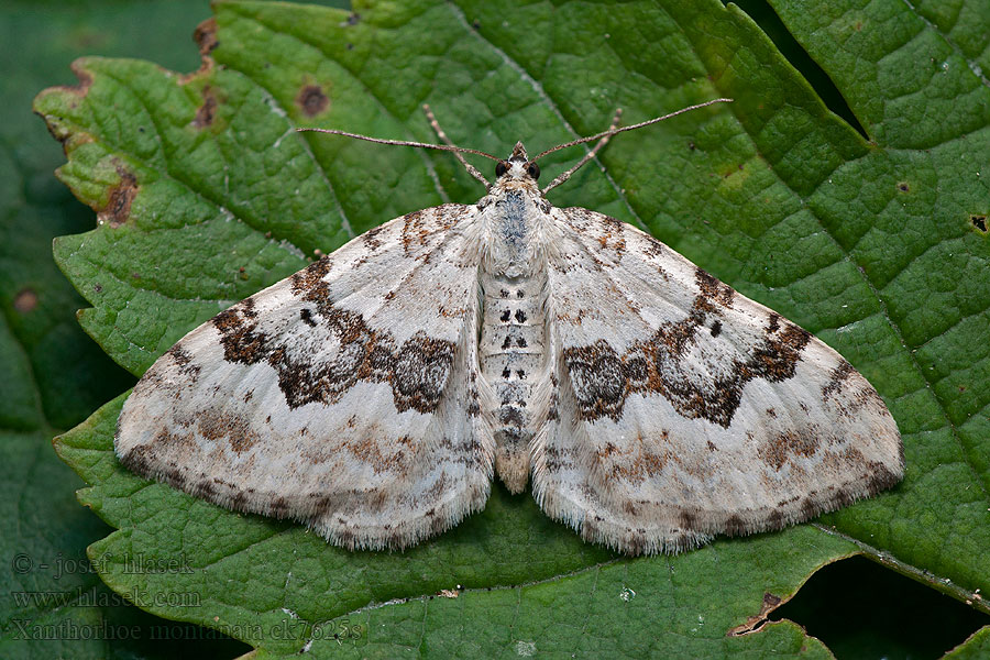 Xanthorhoe montanata