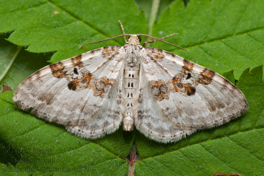 Silver-ground Carpet Piadivka štiavcová Xanthorhoe montanata