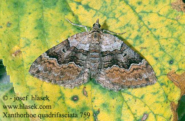 Xanthorhoe quadrifasiata Large Twin-spot Carpet