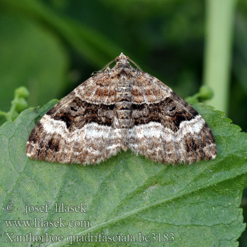 Stor båndmåler Juovakenttämittari Keturjuostė cidarija Piadivka prvosienková Fyrbandad fältmätare Xanthorhoe quadrifasiata Large Twin-spot Carpet Vierbindiger Blattspanner Píďalka prvosenková Phalène quadrifasciée Paśnik czteropasek Grote vierbandspanner