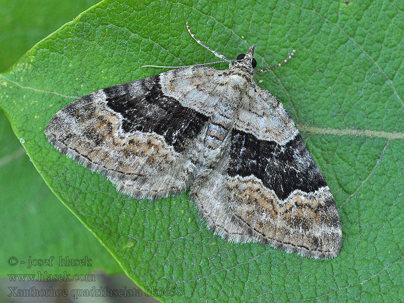 Vierbindiger Blattspanner Xanthorhoe quadrifasiata