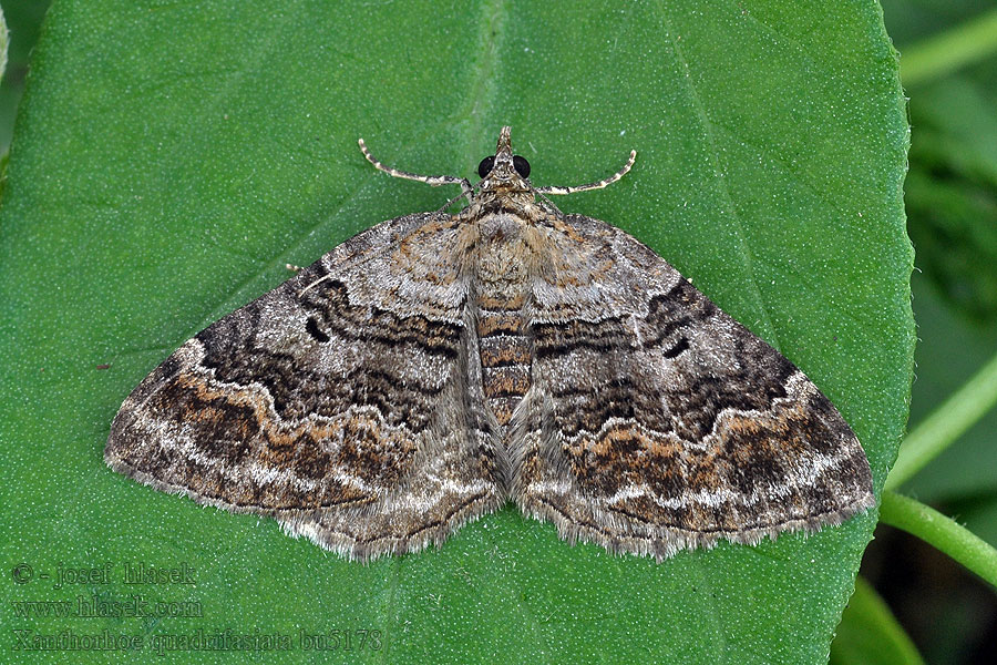 Xanthorhoe quadrifasiata