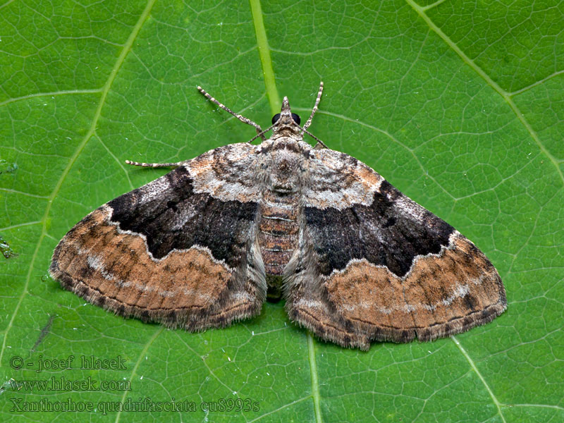 Píďalka prvosenková Phalène quadrifasciée Xanthorhoe quadrifasiata