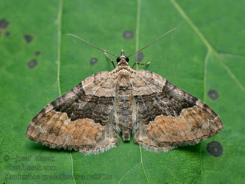 Large Twin-spot Carpet Vierbindiger Blattspanner Xanthorhoe quadrifasiata