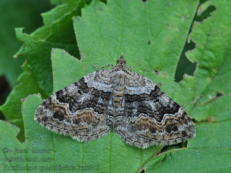 Xanthorhoe quadrifasiata