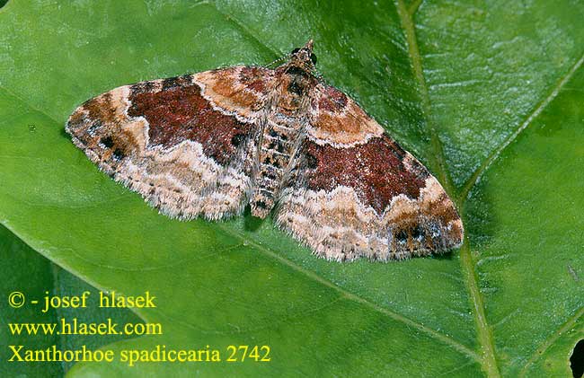 Xanthorhoe spadicearia Red Twin-spot Carpet Heller Rostfarben-Blattspanner