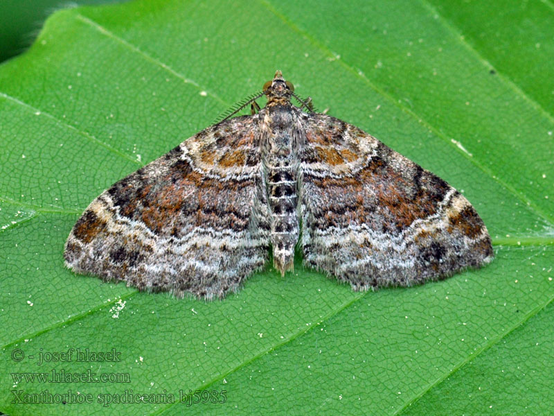 Xanthorhoe spadicearia Red Twin-spot Carpet Heller Rostfarben-Blattspanner Piadivka hnedočervená Píďalka jitrocelová