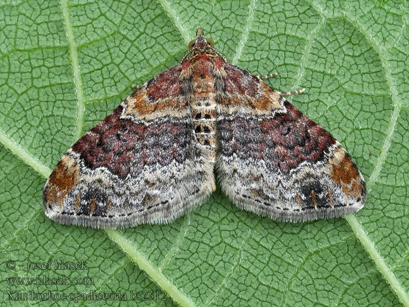 Xanthorhoe spadicearia Red Twin-spot Carpet Heller Rostfarben-Blattspanner Piadivka hnedočervená