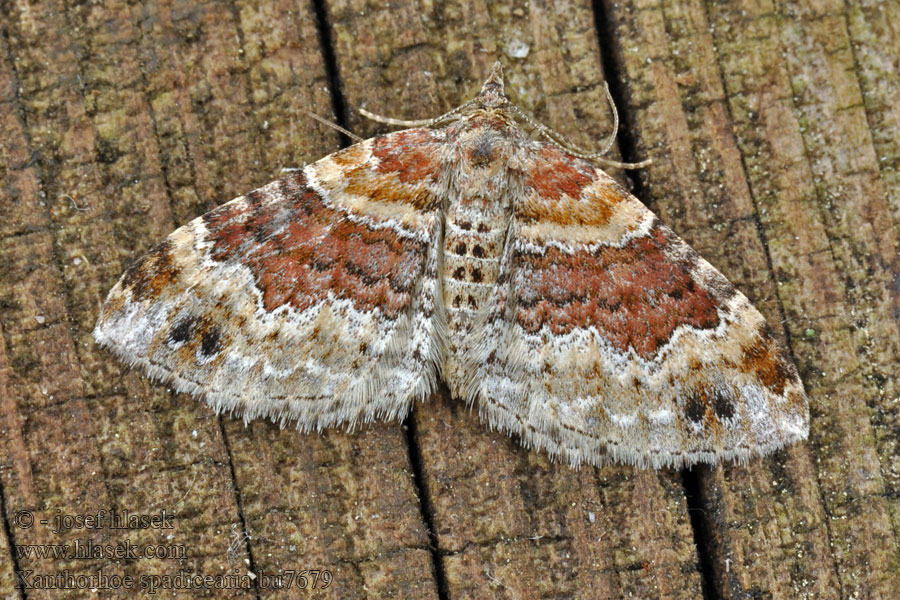 Xanthorhoe spadicearia Red Twin-spot Carpet Heller Rostfarben-Blattspanner