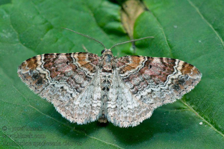 Xanthorhoe spadicearia Red Twin-spot Carpet Heller