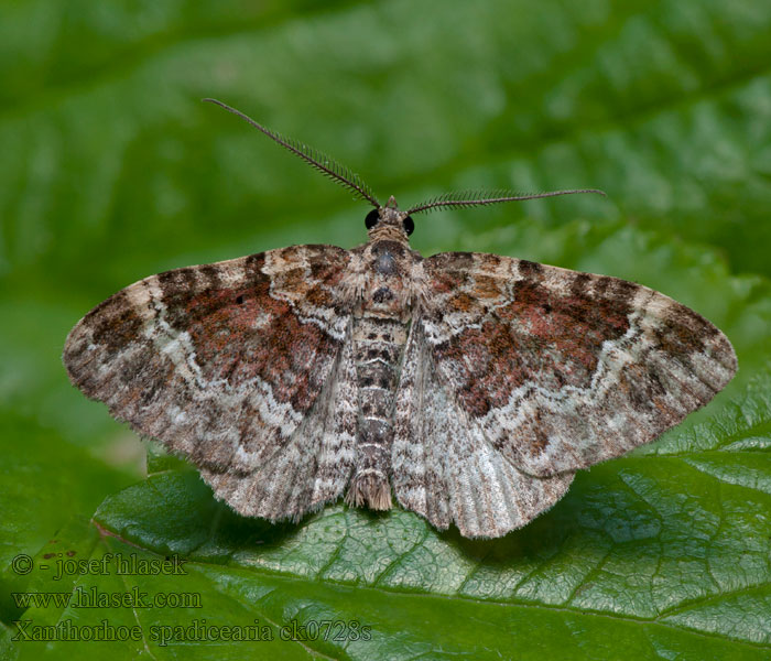 Xanthorhoe spadicearia Red Twin-spot