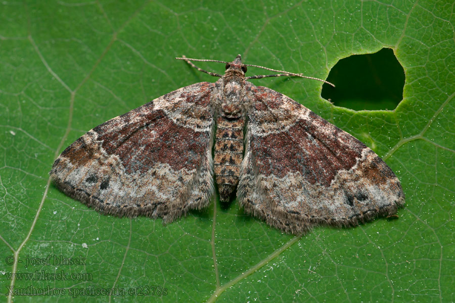 Red Twin-spot Xanthorhoe spadicearia