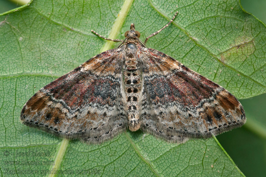 Carpet Heller Xanthorhoe spadicearia