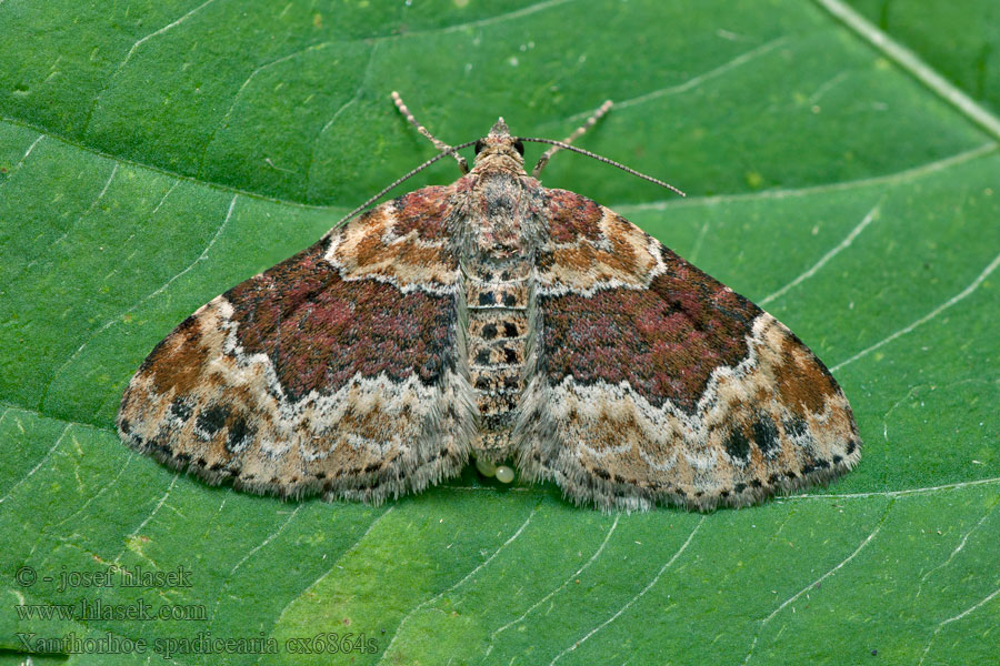 Rostfarben-Blattspanner Xanthorhoe spadicearia