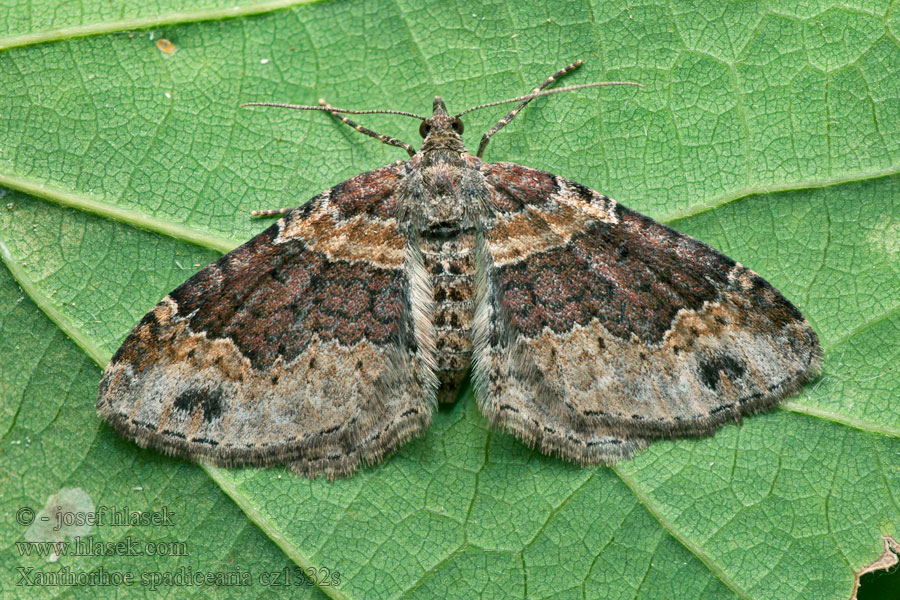 Piadivka hnedočervená Xanthorhoe spadicearia