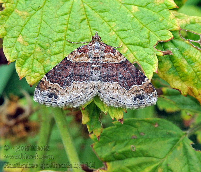 Xanthorhoe spadicearia