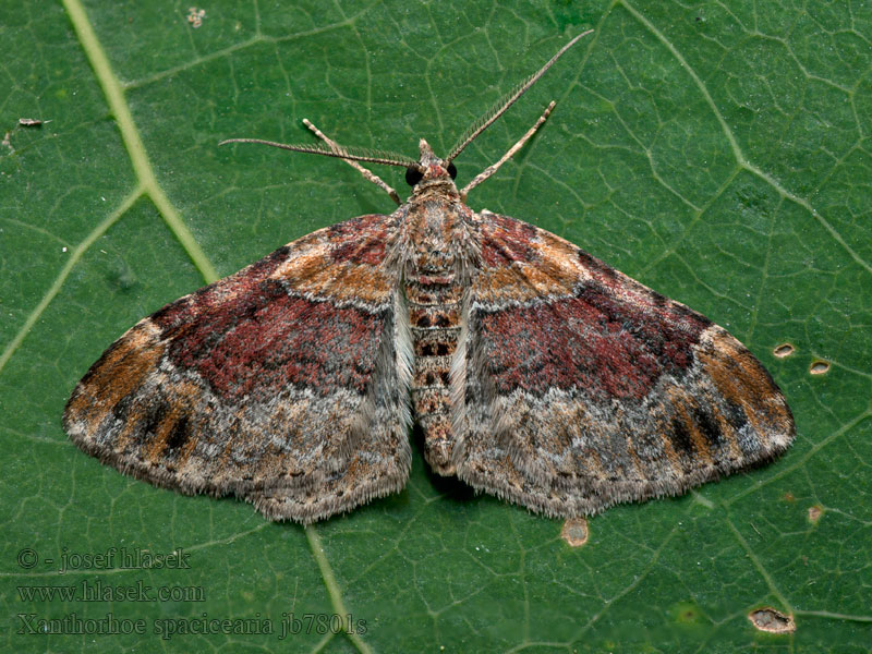 Xanthorhoe spadicearia Red Twin-spot Carpet