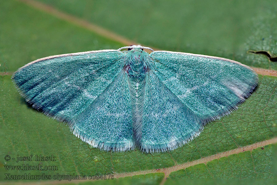 Xenochlorodes olympiaria Small Mediterranean Emerald